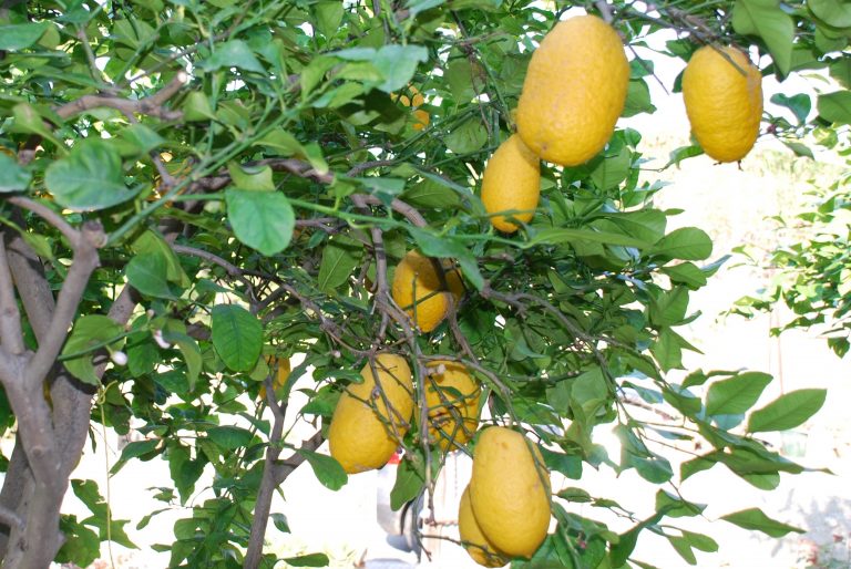 Lemons in Sicily; Photo by Francesco