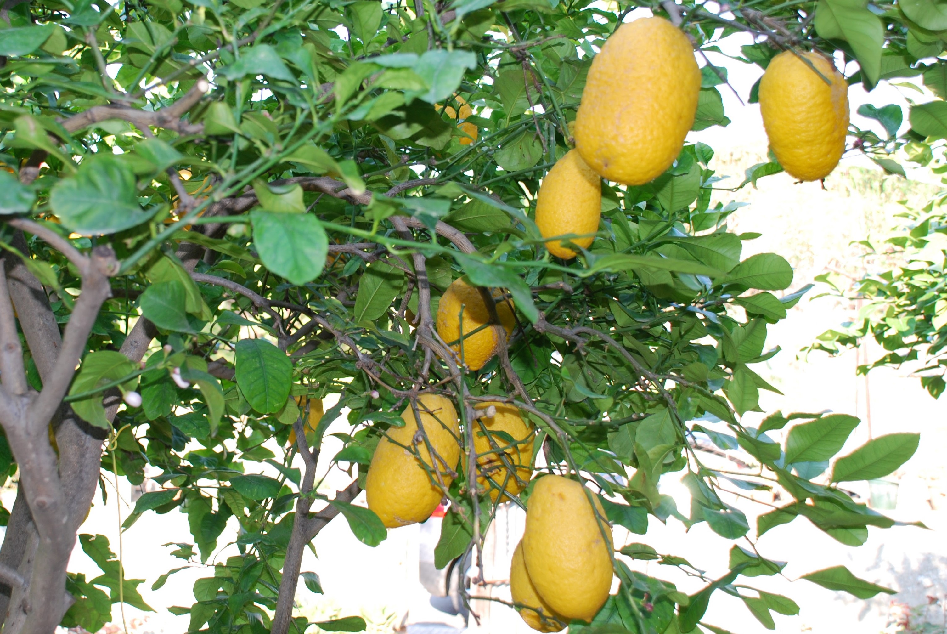 Lemons in Sicily; Photo by Francesco
